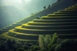 Why India's Rice Production and Export Strategy Needs a Rethink: Water, Economics & GI Varieties