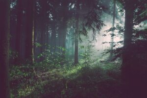 Forest Governance in India — Key Facts for Govt. Exams 2026-27 GK