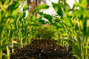 Women Farmers in India — GK Facts for Govt. Exams 2026-27