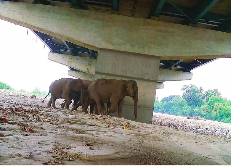 Elephants using wildlife underpass on Delhi-Dehradun Expressway