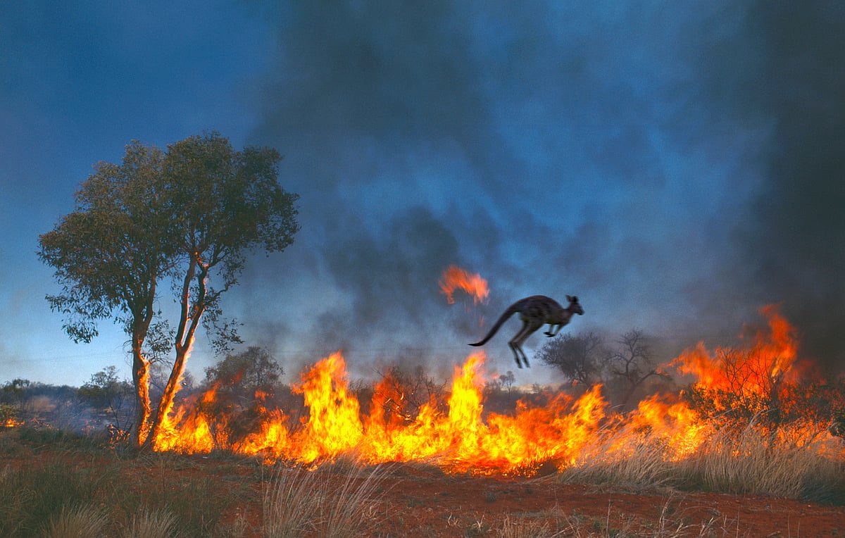 Kangaroo Australian bushfire climate extreme event Nature Ecology study