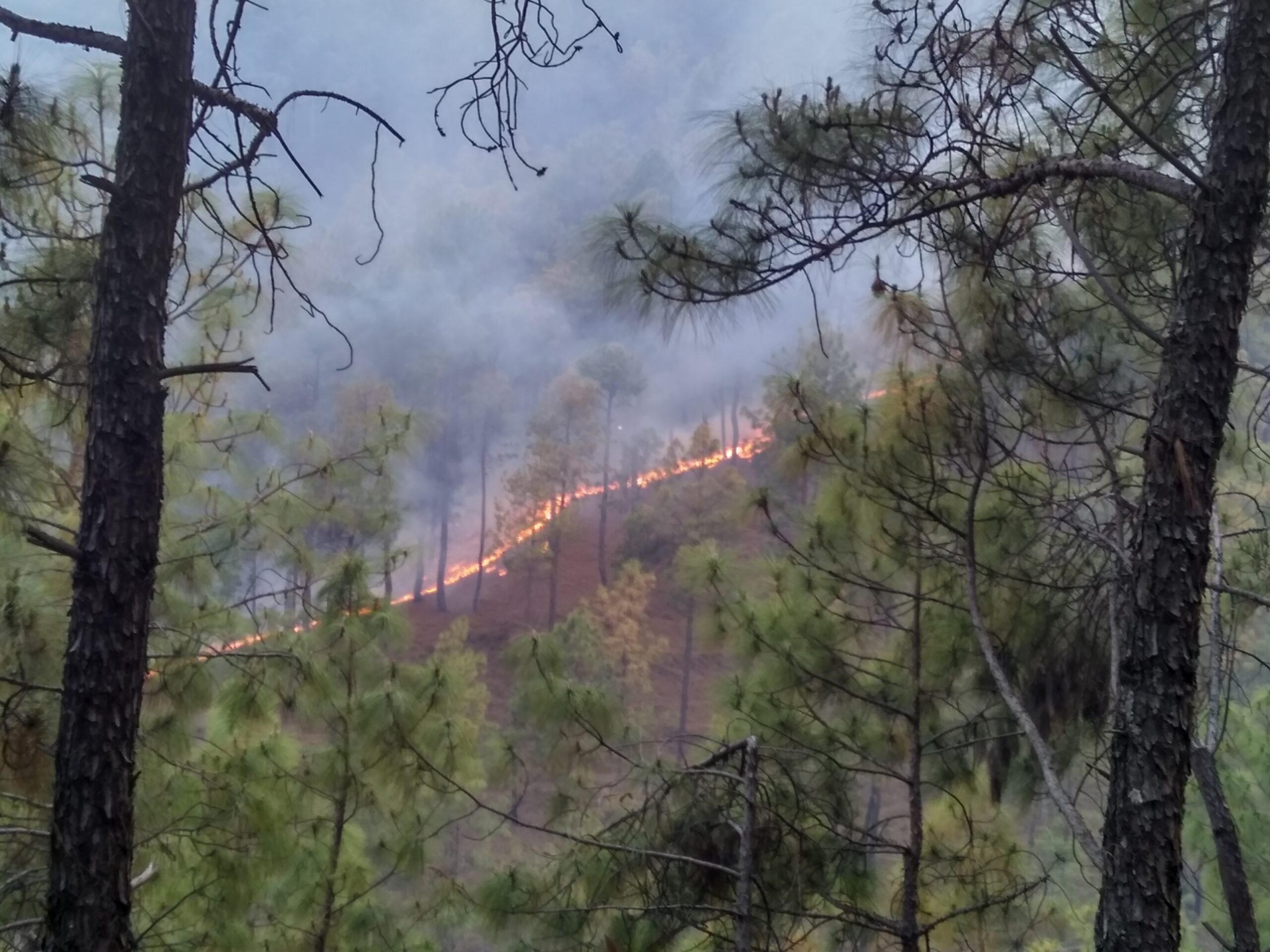 Uttarakhand Forest Fires Article 48A Govt. Exams 2026-27