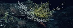 High Seas Treaty in Force: First-Ever Global Law for 60% of World's Oceans | Govt. Exams 2026-27
