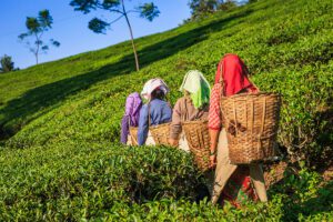 Bengal Tea Workers Invoke ILO Article 24 Representation Mechanism — Govt. Exams 2026-27